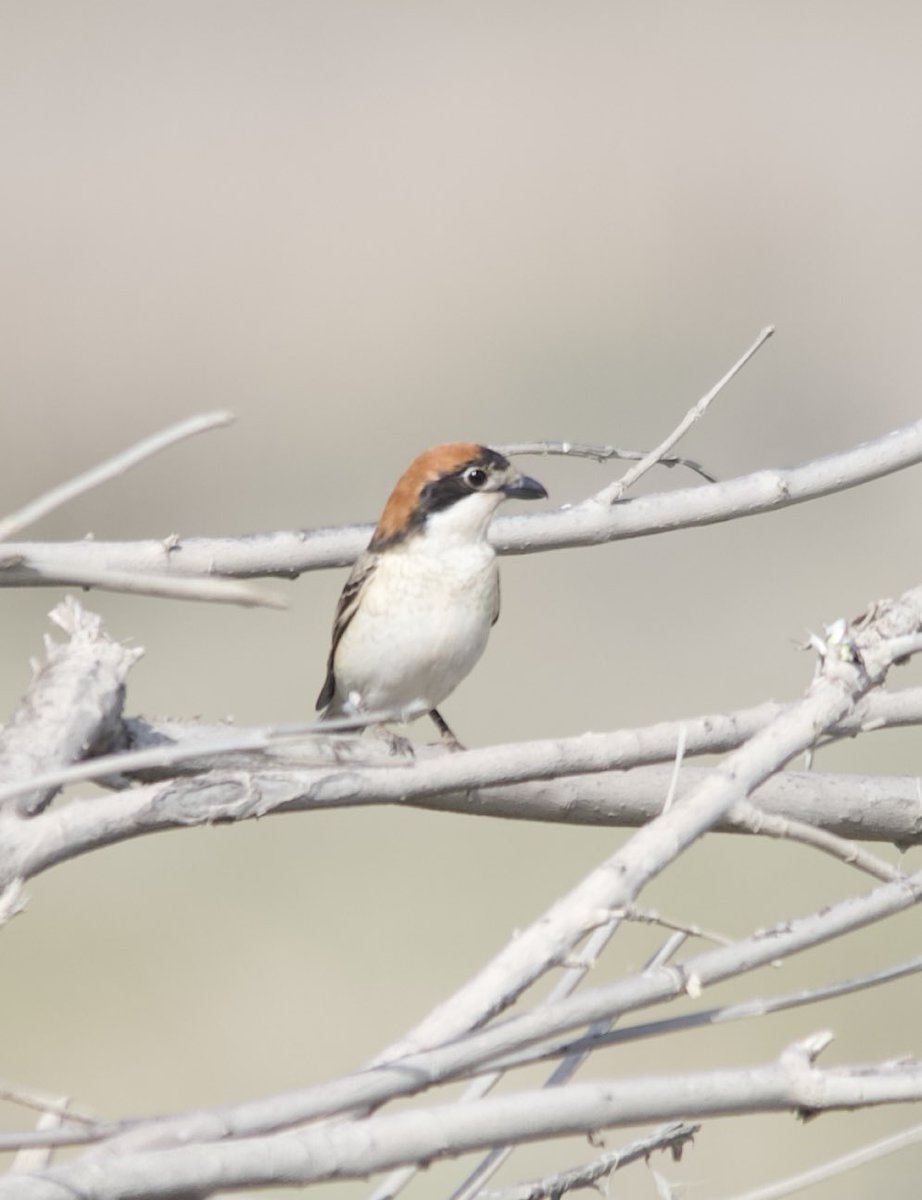 Woodchat shrike - Lanius senator - Kızılbaşlı örümcekkuşu #BirdsSeenIn2024 #birdwatching #birdphotography #BirdsOfX #naturelovers #GardenersWorld #NaturePhotography #NatureBeautiful #flowerphotography #wildlifephotography #nikonphotography #hangitür