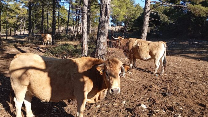 La sequía ya provoca graves problemas en la agricultura y ganadería valenciana @ava_asaja tucomarca.com/wordpress/segu…