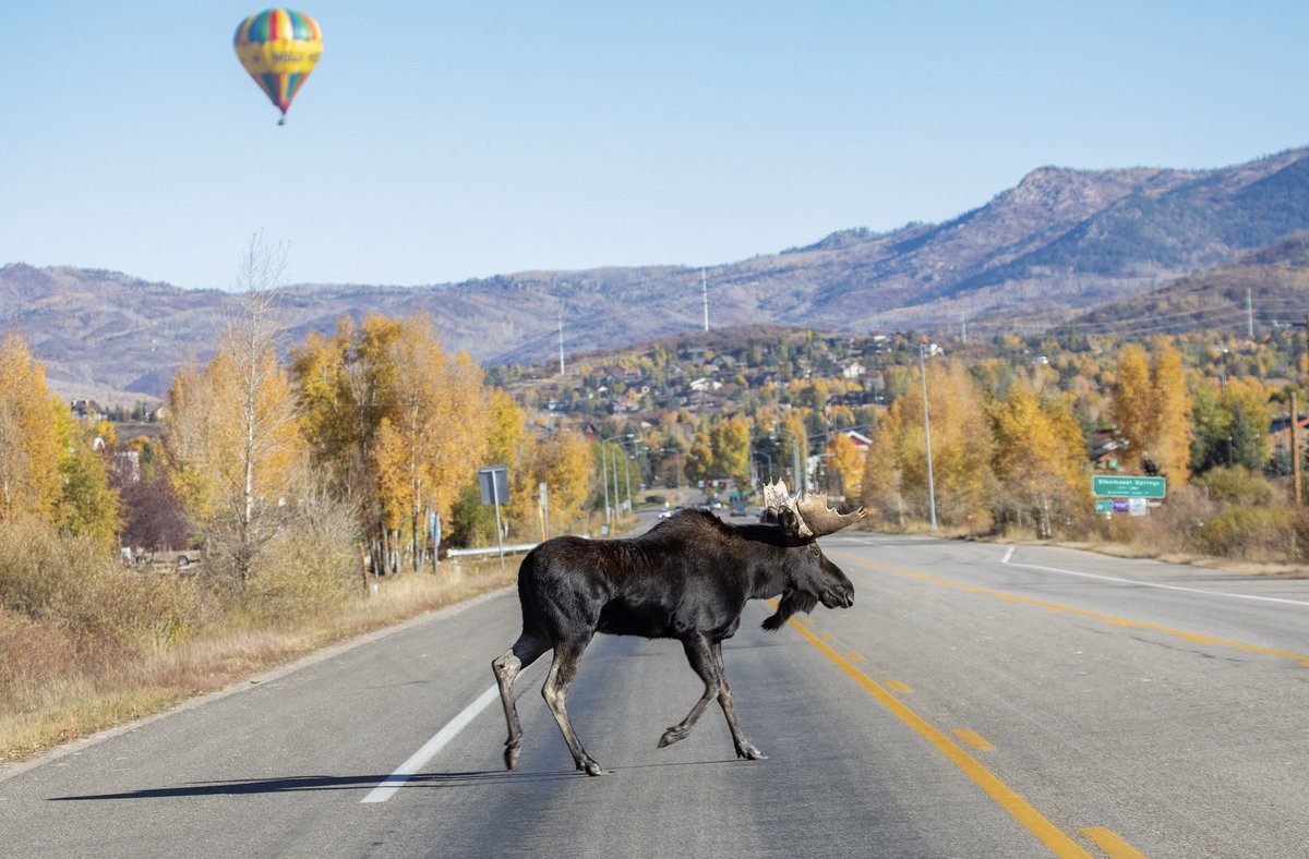 In an environment increasingly altered by the ever-expanding footprint of human infrastructure, do moose have a place in Colorado's ecological future? @JeremyJ_Miller writes in our latest feature: bit.ly/49FR4Xf 📷 David Dietrich