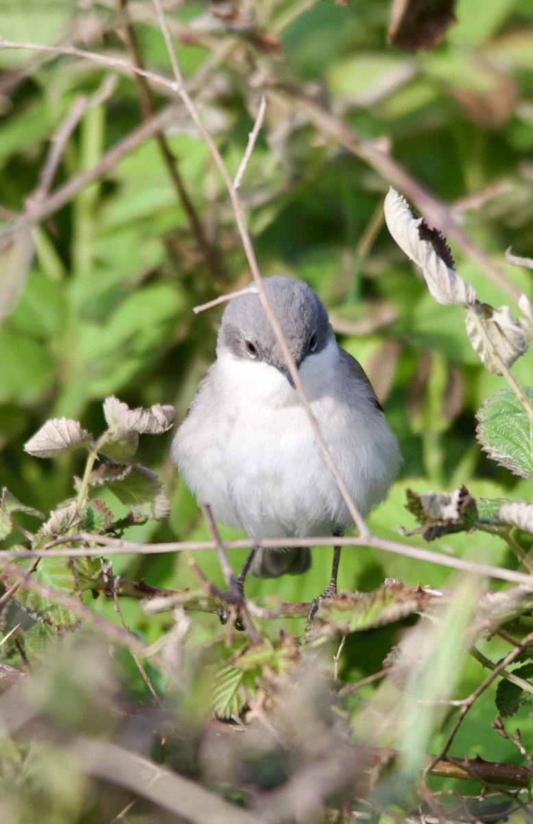 Lesser whitethroat - Curruca curruca - Küçük akgerdan #birdphotography #birdwatching #BirdsSeenIn2024 #BirdsOfX #nature撮影会 #naturelovers #NaturePhotography #NatureBeauty #Sigmaライバー #wildlifephotography #nikonphotography #nikonz6ii #hangitür