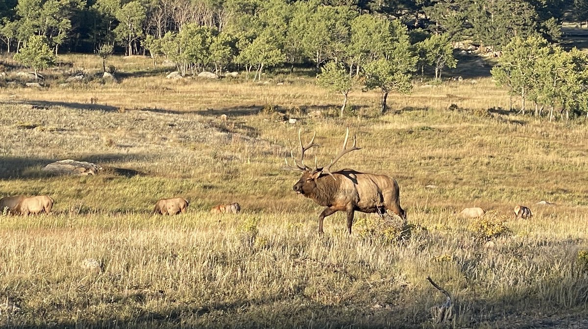 Kickstand from this fall.  He was an icon of Moraine Park <a href="/rockynature/">RMNP Nature</a> <a href="/RMEF/">Rocky Mountain Elk Foundation</a>