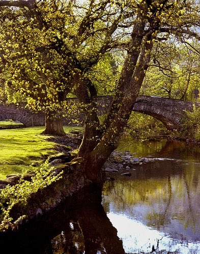 Wishing everyone a wonderful weekend. ✨💫 “Adversity is what makes us stronger. It is through facing challenges that we learn & grow.” ✍🏼Colleen McCullough, Australian Author, 1937-2015📚 Photo: Cotswolds Stone Bridge by Jody Miller 📷 🌷🕊