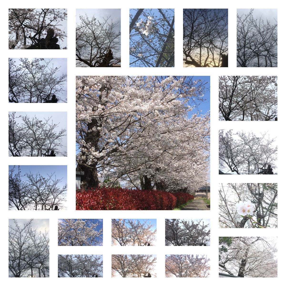 今年は近所の一本の桜を
定点観測できて
たのしかったなあ🌸

桜定点観測🌸
@埼玉県上尾市

#マイあさ