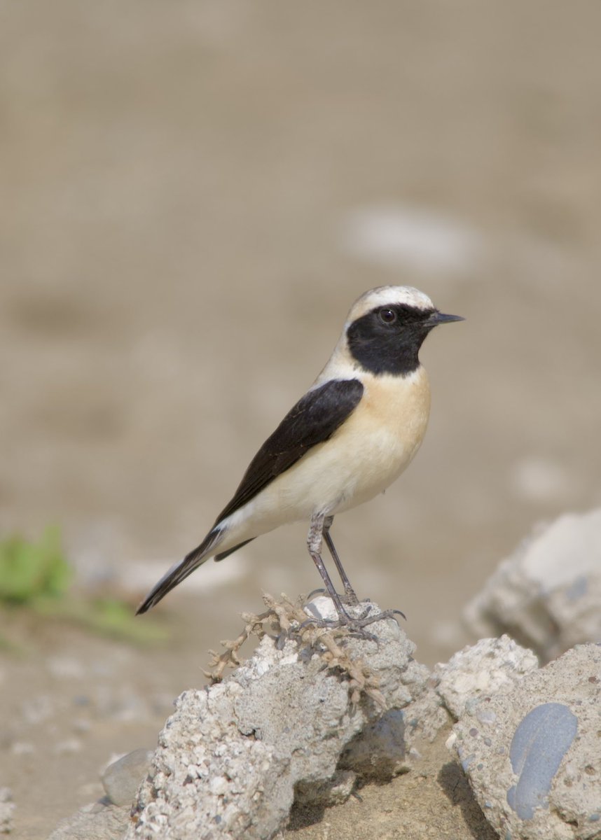 Eastern black-eared wheatear - Oenanthe melanoleuca - Karakulaklı kuyrukkakan #BirdsSeenIn2024 #birdphotography #birdwatching #BirdsOfX #NaturePhotography #naturelover #naturetherapy #GardenersWorld #GardeningX #wildlifephotography #nikonphotography #SigmaFP #NikonZ6ii #hangitür