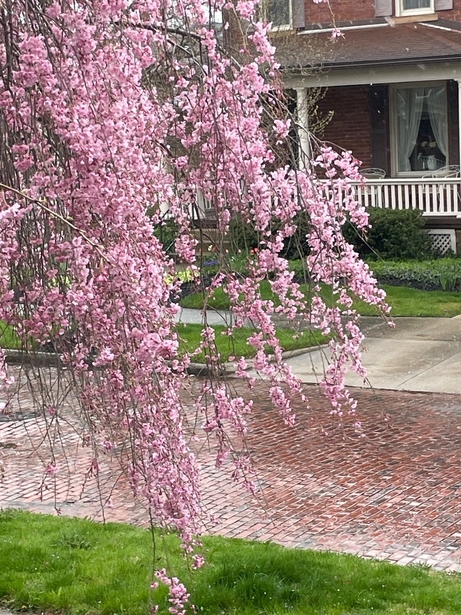 Weeping cherry tree on a wet spring day in Ohio. It was grafted and grew a very large set of roots. It’s at least 30 years old and we’ve watched over it for 25.