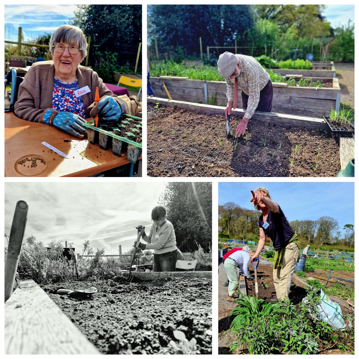 Vitamin D &amp; amazing company with 'In Jolly Good Company' at the beautiful Kingston Lacy Allotments. 🍓

They meet every 2nd &amp; 4th FRIDAYS 2pm - 4 pm. 
🌿🌻 

- supporting those at <a href="/DementiaUK/">Dementia UK</a> <a href="/ageuk/">Age UK (now @age_uk)</a> <a href="/MindCharity/">Mind</a>
<a href="/TheStrokeAssoc/">Stroke Association</a>
<a href="/DementiaFriends/">Dementia Friends</a>
<a href="/Dementia_Awards/">Dementia Care Awards</a> <a href="/diverseability/">Diverse Abilities</a>