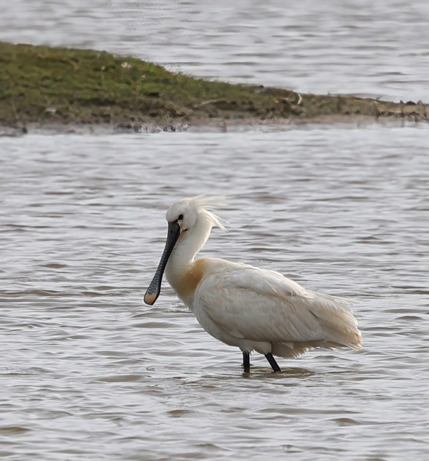 Showing off its bill - a  Spoonbill seen at North Hide, Minsmere, this afternoon. @RSPBEngland @RSPBMinsmere @suffolksnaps @SWT_NE_Reserves