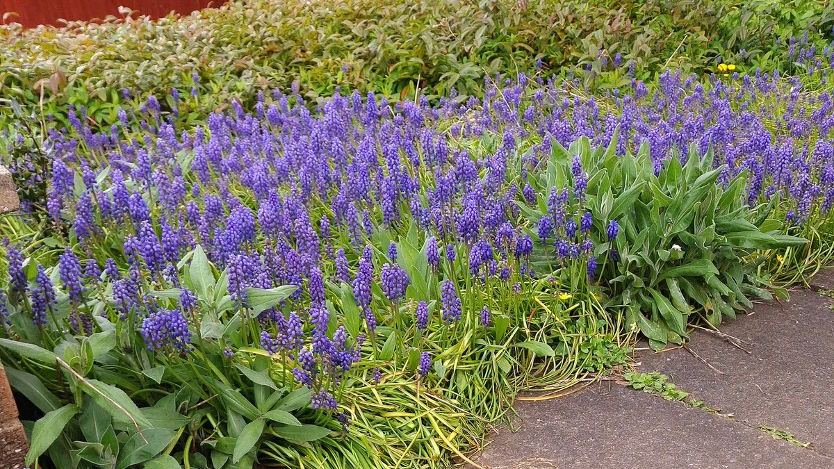 squaresteps's tweet image. "Scene" on my daily walk. A 4picture mini blog of what I saw over about 4 miles.
Closing a very busy road for a fun run (great fun)!
Whatever is that doing up there?
Overgrown front garden full of muscari.
An escapee growing by the brook.
