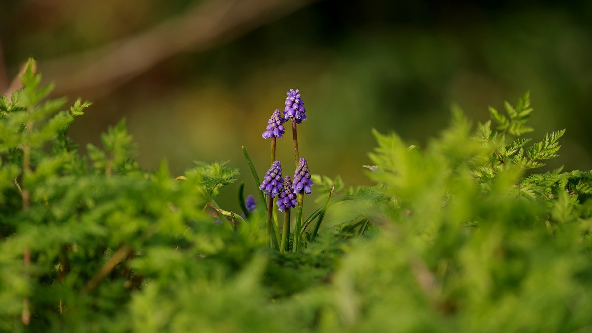 squaresteps's tweet image. "Scene" on my daily walk. A 4picture mini blog of what I saw over about 4 miles.
Closing a very busy road for a fun run (great fun)!
Whatever is that doing up there?
Overgrown front garden full of muscari.
An escapee growing by the brook.