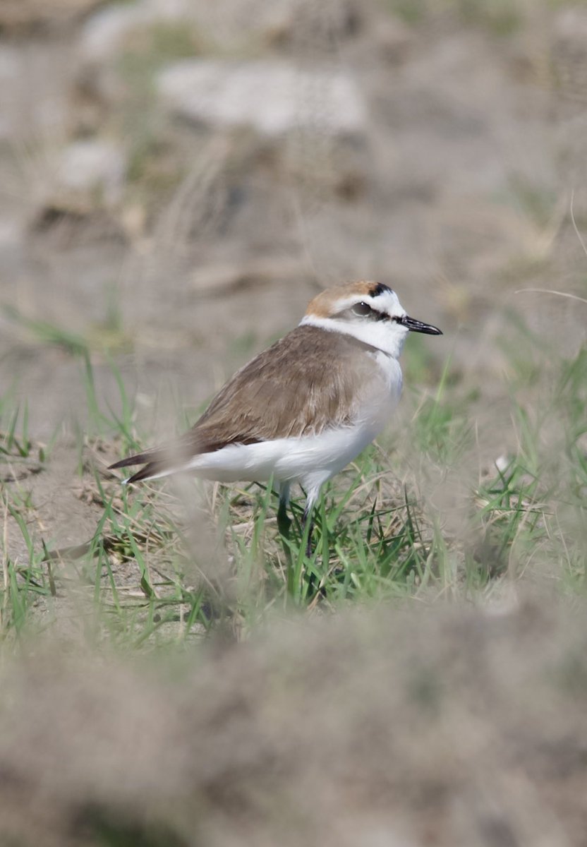 Kentish plover - Charadrius alexandrinus - Akça cılıbıt #birdphotography #birdwatching #BirdsSeenIn2024 #BirdsOfX #nature撮影会 #naturelovers #NaturePhotography #naturetherapy #Sigmaライバー #wildlifephotography #GardeningX #nikonphotography #nikonz6ii #hangitür