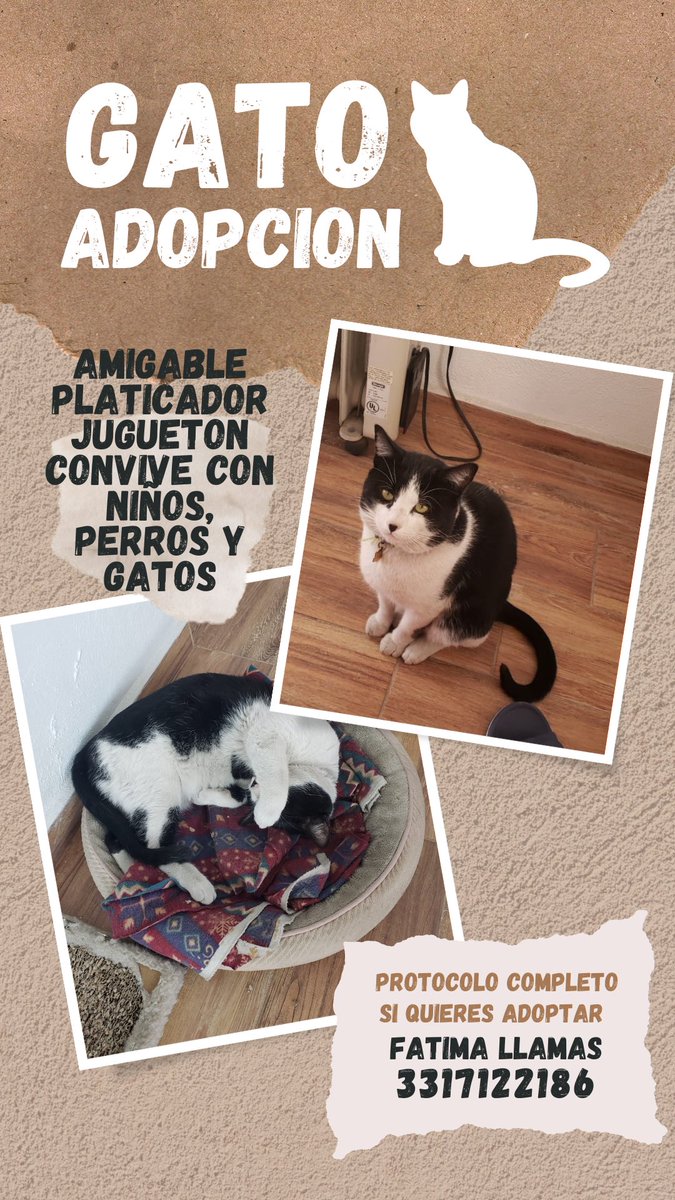 #Adopta a Lou 
#Gato, 4 años. DVE. 
ftlb77@gmail.com o 3312859603