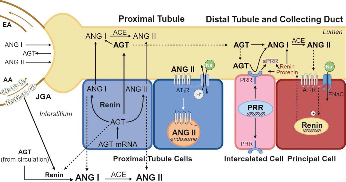 CENTENNIAL COLLECTION PERSPECTIVE: Kidney Renin–Angiotensin System: Lost in a RAS Cascade ahajournals.org/doi/10.1161/HY…