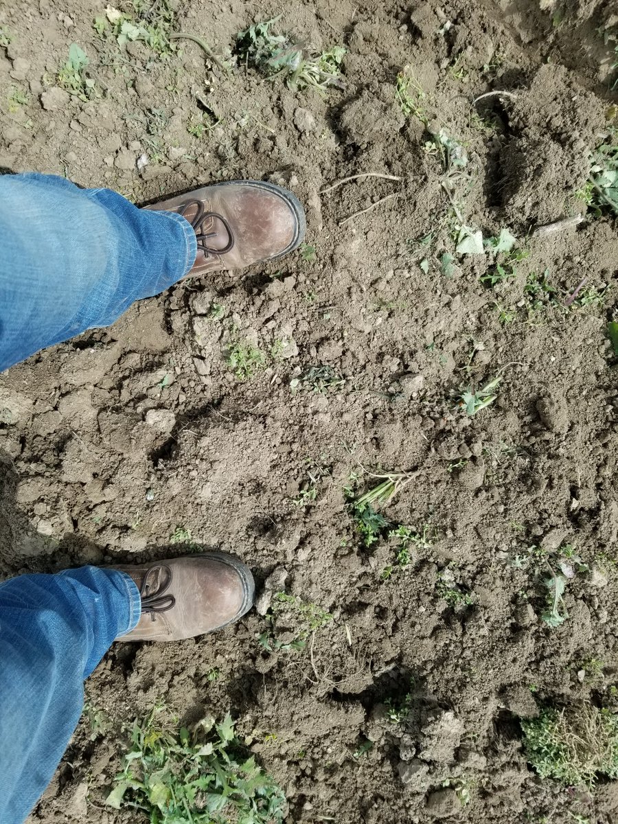 #covercrop turned in to the soil. Rain tomorrow should settle everything down. We'll install hoses and sprinklers next week, with new #avocado trees to follow closely. Thanks to our friends at Shade Farm Mgmt for keeping everything going!