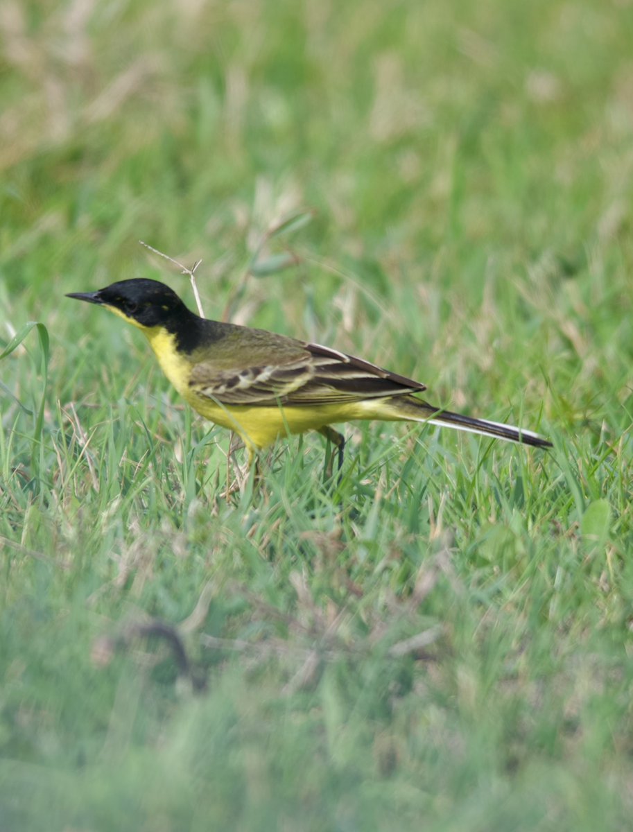 Western yellow wagtail - Motacilla flava - Sarı kuyruksallayan #birdphotography #BirdsOfX #BirdsSeenIn2024 #BIRDIEWING #NatureTherapy #NaturePhotography #naturelover #NatureBeauty #NatureIsAmazing #GardeningX #wildlifephotography #nikonphotography #Sigmaライバー #hangitür