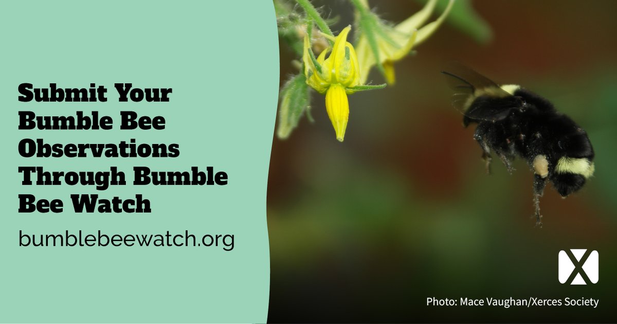 Bumble Bee Watch is a collaborative community science effort to track North America’s bumble bees. You can photograph bumble bees, use our resources to identify species, have identifications verified by experts, and ultimately help us conserve bees! bumblebeewatch.org