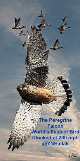 L'#aérodynamique de l'#oiseau le plus rapide de la #planète, appliquée à la #technologie. En raison de sa vitesse de vol élevée (plus de 300 km/h en chasse), une pression atmosphérique intense peut faire éclater les poumons du #fauconpèlerin. Mais grâce aux minuscules tubercules…