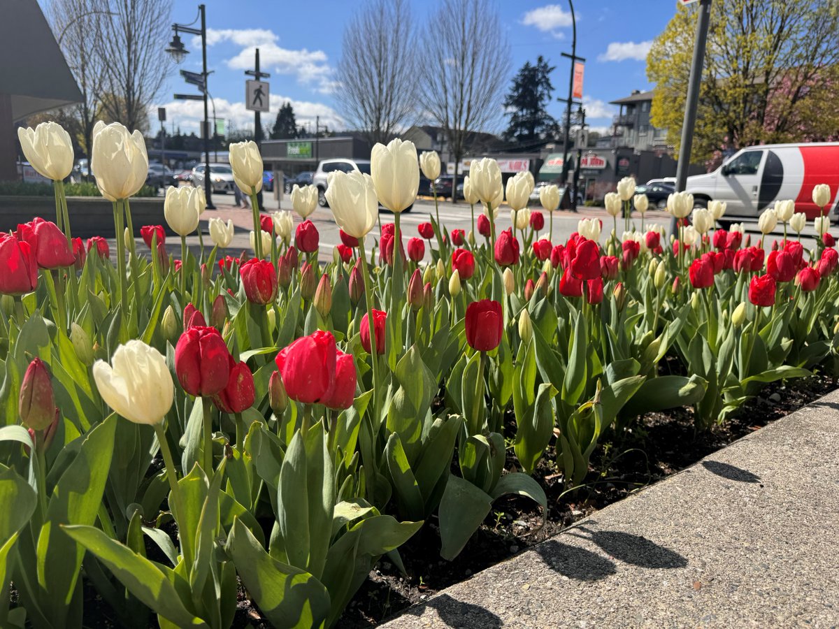 CityofPoCo's tweet photo. 24,425 dedication tulips have been planted #PortCoquitlam to honour the 100th anniversary of the Royal Canadian Air Force (RCAF). π· Enter to win tulip bulbs to plant and an RCAF coffee table book:
π· Post photo with #PoCoInBloom OR
π· Upload photo to https://t.co/V4pFVtNbDM https://t.co/Pimle4yKzI