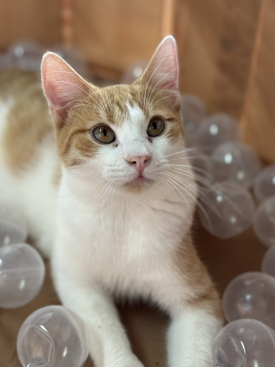TownCats's tweet photo. Lucy and Sandy conquer the ball pit at Town Cats! Come witness their playful antics and maybe even find your own feline friend to join in the fun. Visit us today and adopt a cat who's ready to make memories with you! ✨ #CatsOfTwitter #AdoptDontShop https://t.co/2Z9iZ8xGRA