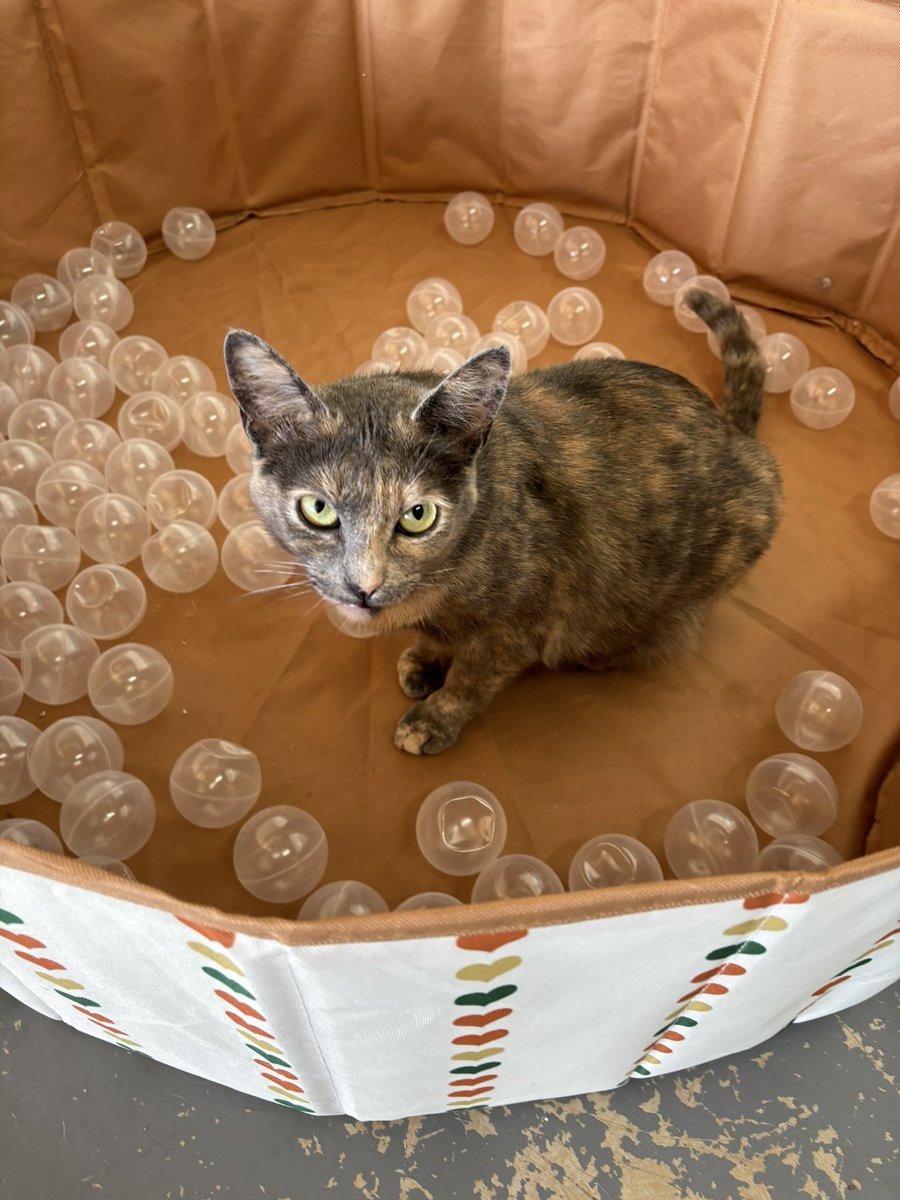 Lucy and Sandy conquer the ball pit at Town Cats! Come witness their playful antics and maybe even find your own feline friend to join in the fun. Visit us today and adopt a cat who's ready to make memories with you! ✨ #CatsOfTwitter #AdoptDontShop