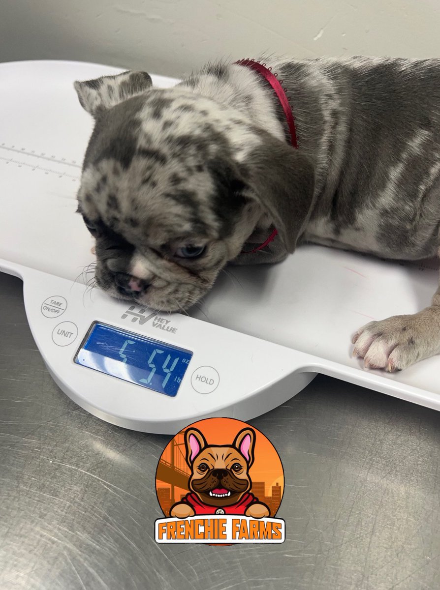 Getting their first round of de worming shots today 💉 8️⃣ weeks tomorrow 🐶 Shout out to @animalclinicofthewoodlands as always coming in clutch 🫡 #frenchiesoftwitter #kansascityfrenchies #frenchielove #frenchiefarms