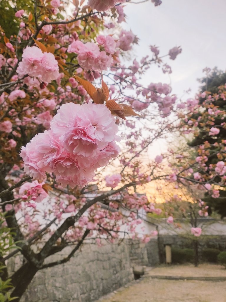 京都の人もあまり訪れない
宇治の萬福寺でごさいます

空前の円安インバウンドと
オーバーツーリズムに沸く
京都観光のお疲れを癒しに
萬福寺へ来てみませんか？

'一生に一度'でかまいません

満開の八重桜と境内の静寂が
今日、あなたを待っています

#萬福寺は土日も人がまばら
#kyototravel