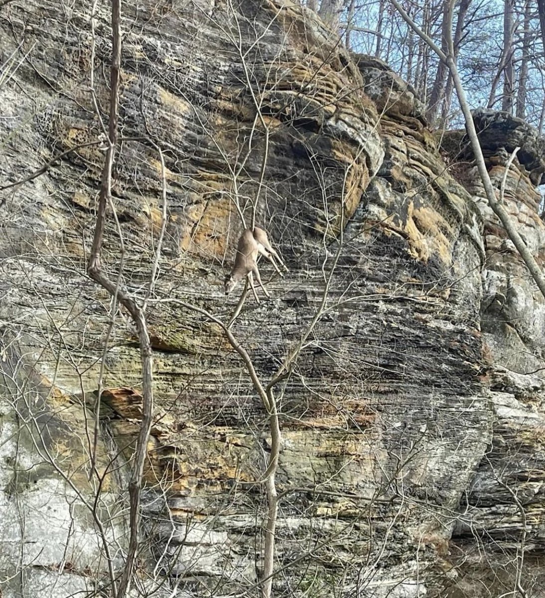 Definitely not a sight you would expect to see!!! - 📸: Austin Reyes

What would you do if you encountered this? 

#FindYourAdventure #hunting #outdoors #deer #deerseason #whitetail #whitetaildeer #deerhunting #whitetailhunting #whitetails