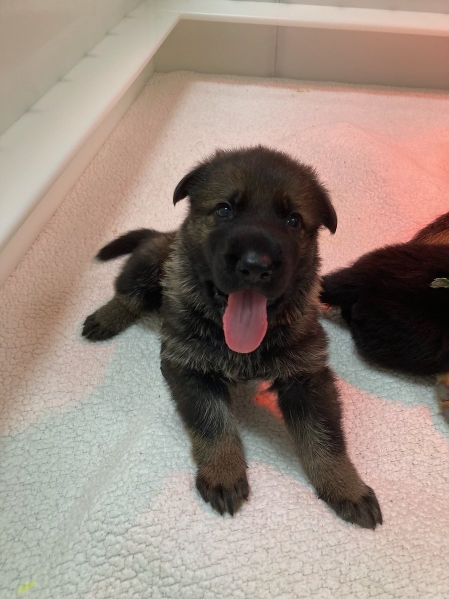 Big yawn for today since I'm getting ready to sleep in on the weekend! VD: 3-week-old pup sitting while yawning with tongue out.