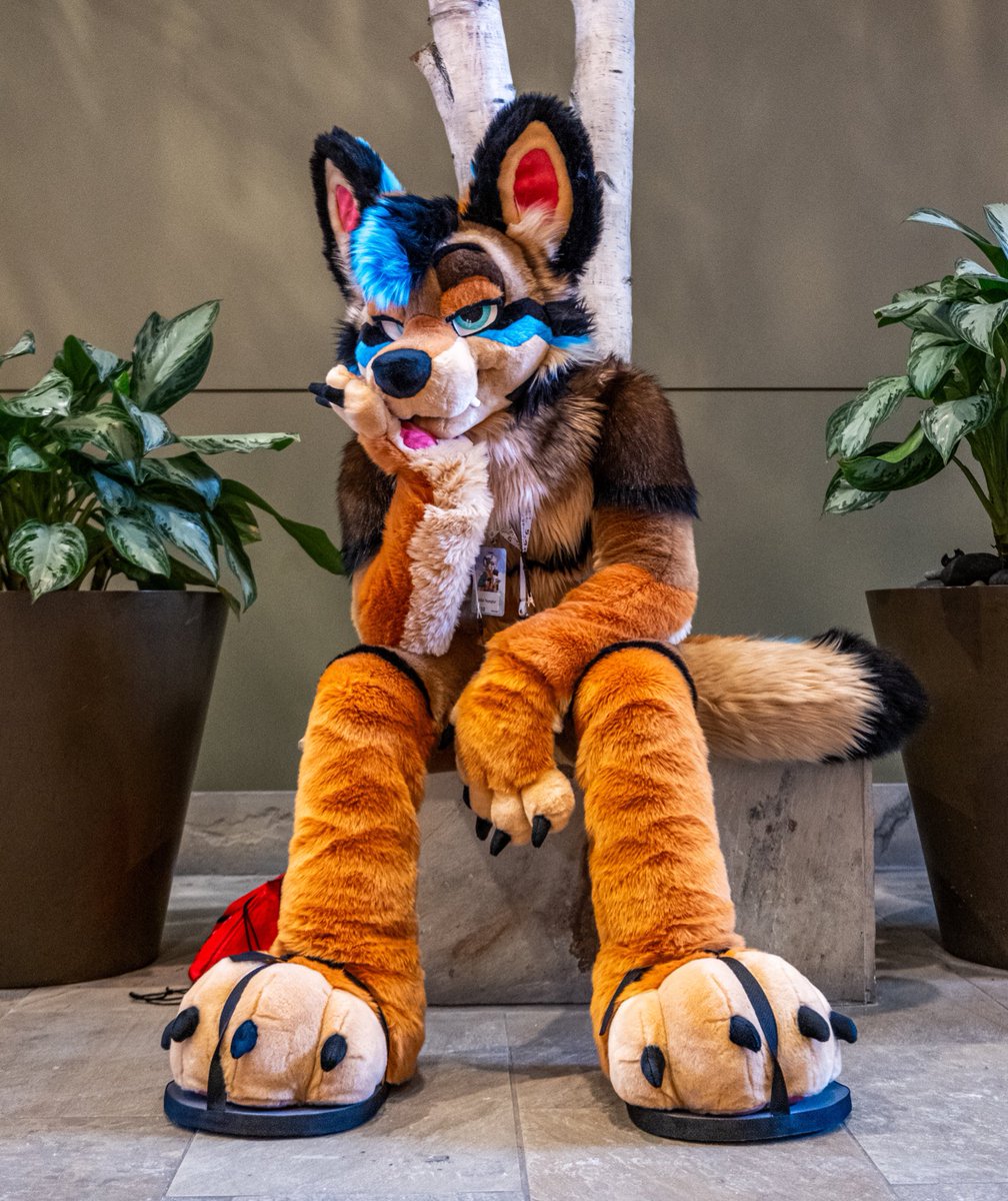 Happy #FursuitFriday! It’s been a long week and this yote needs a hug!

📸: @VenturaOsprey 
🪡: @WildDogWorks