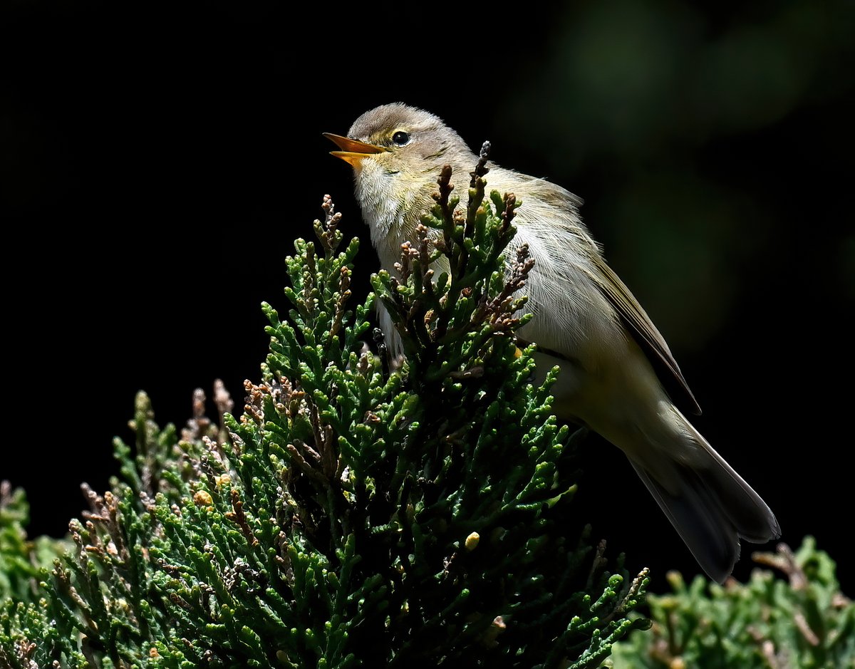 Singing Chiffchaff outside our holiday home at Praa Sands in Cornwall last week. 😀🐦