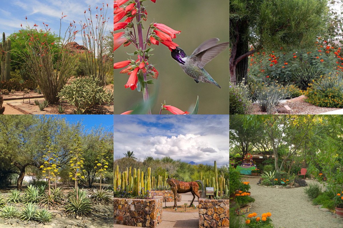 Find inspiration at a beautiful xeriscape demonstration garden near you! Get information and examples of the diverse plants and trees that thrive in #Arizona @ ow.ly/ax3P50RfjSM @AMWUA