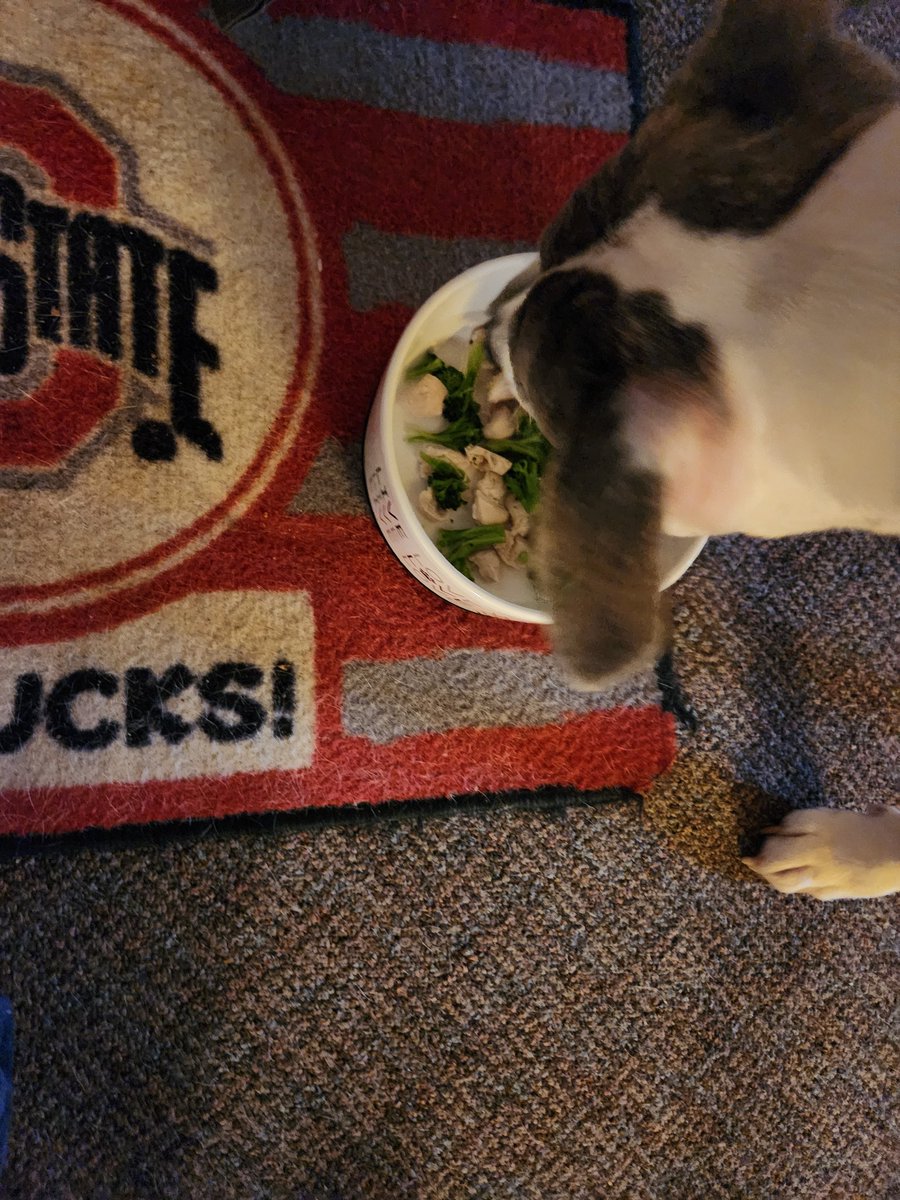 When dinner is chicken and broccoli, you barely have time to put the bowl on the floor before Scarlet has her face in it. 🐕🥰😂