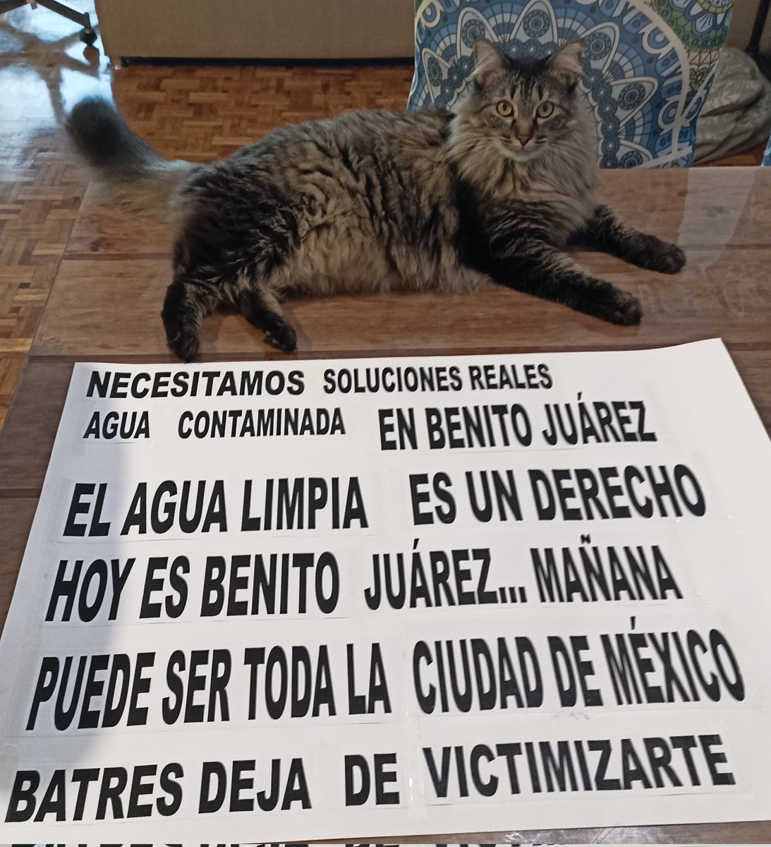 Luminikta's tweet image. Hasta mi gata lo sabe. #AguaContaminadaEnBJ