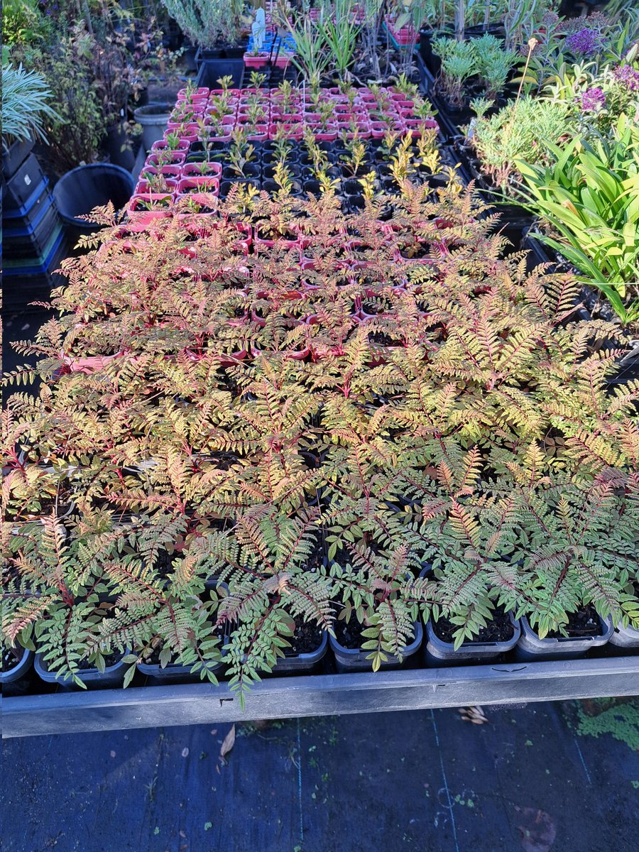 A cute forest of Jacaranda seedlings we will need to nurture if they to survive their first winter @keeper_of_books