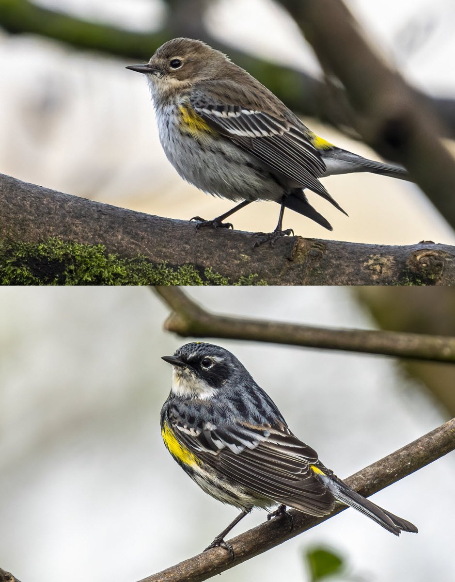 Britain's only (?) Myrtle Warbler has now morphed into his snazzy breeding plumage.  Perhaps there's a female out there somewhere . . . 
#Birds #birdwatching #birdphotography