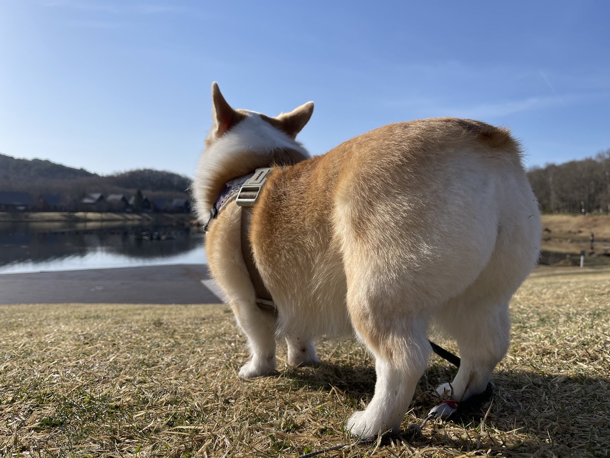 これが祭りの朝のケツ