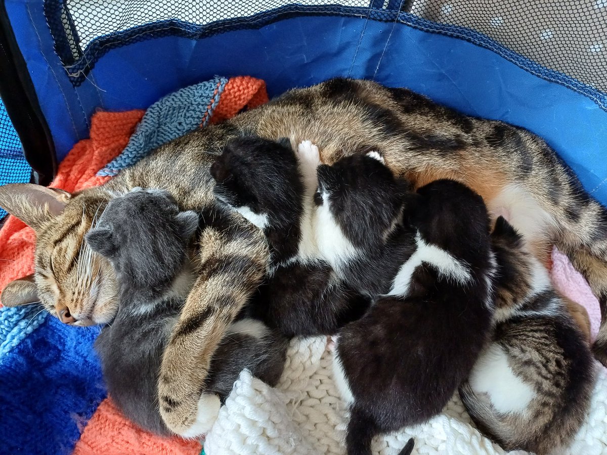 Im fostering this beautiful mama cat and her five babies for an animal sanctuary near me. This is my third foster cat and litter and they just make me feel a bit more like myself. Plus they are sooo cute 😍