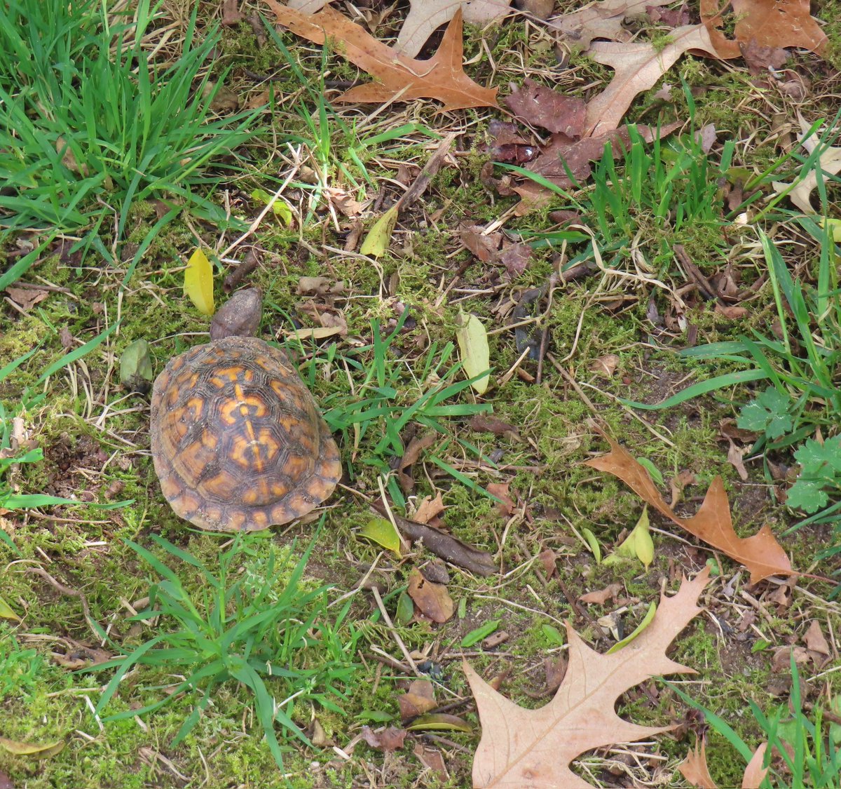 Very exciting to see the first box turtle emerge in our yard this season! Somewhat young, and I think female? We generally have 5-6 box turtle residents. #turtles #wildlife #animals #nature
