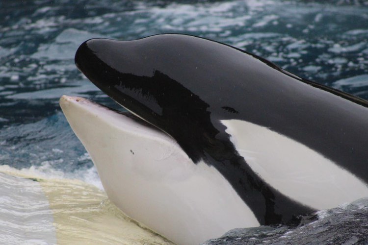 UPDATE: Autopsy revealed that orca, Inouk died after swallowing a small piece of metal that caused severe inflammation and peritonitis. ⁠In Nov 2021, the French parliament decided that the commercial exploitation of cetaceans will be banned by 2026.⁠ Photo & info: C'est Assez⁠
