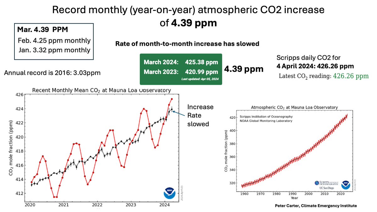 RECORD MONTH ATMOS CO2 INCREASE 4.39 ppm Atmospheric CO2 increase March 2023 to March 2024 record 4.39 ppm (NOAA) However Feb. 2024 to March 2024 has slowed down, so El Niño boost may be over. gml.noaa.gov/ccgg/trends/gr… #CO2 #climatechange #globalwarming