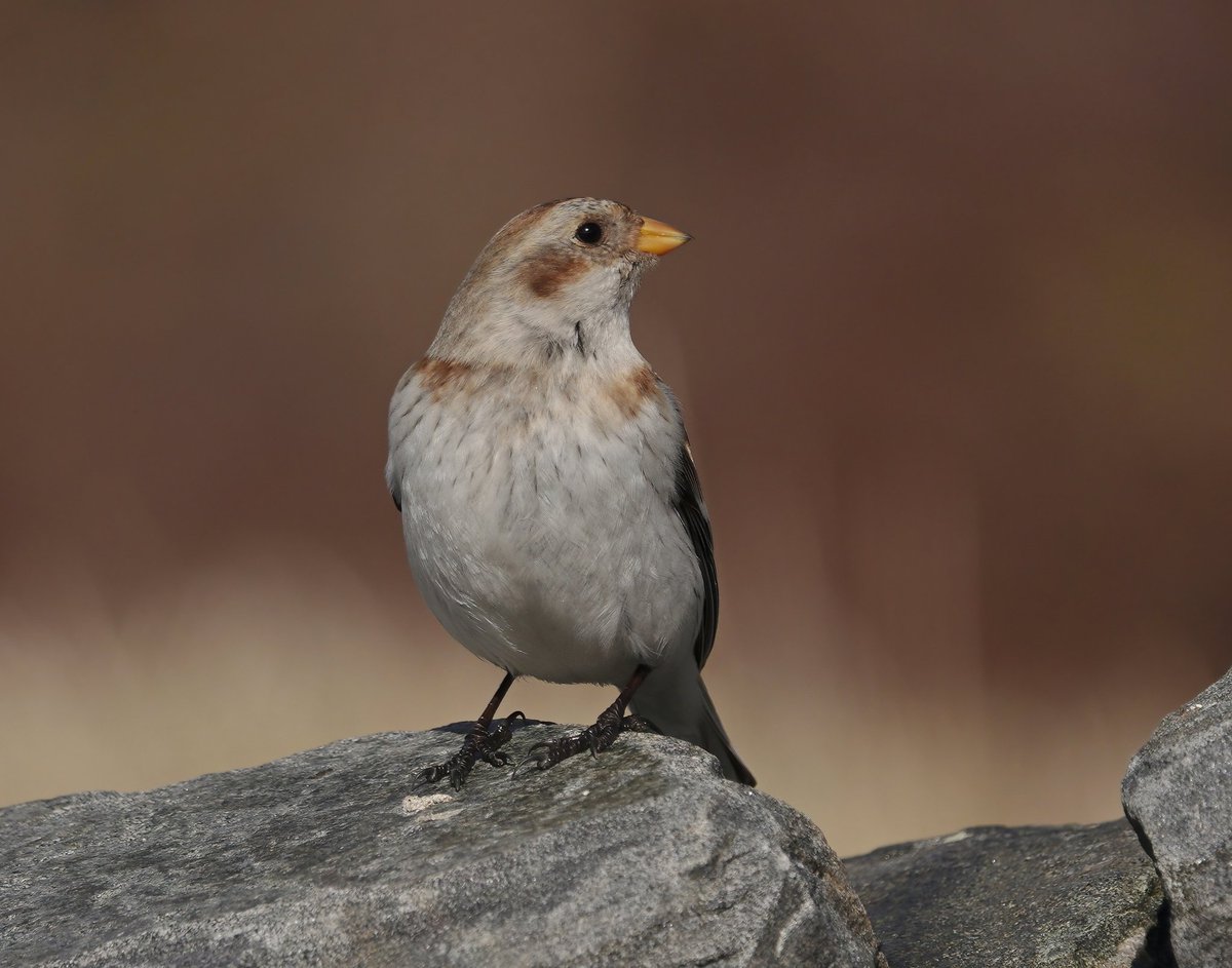 Recent pics of Snow Buntings from the Cairngorms, lovely birds.
@FloraConsUK 
#BirdsOfTwitter 
#birdphotography