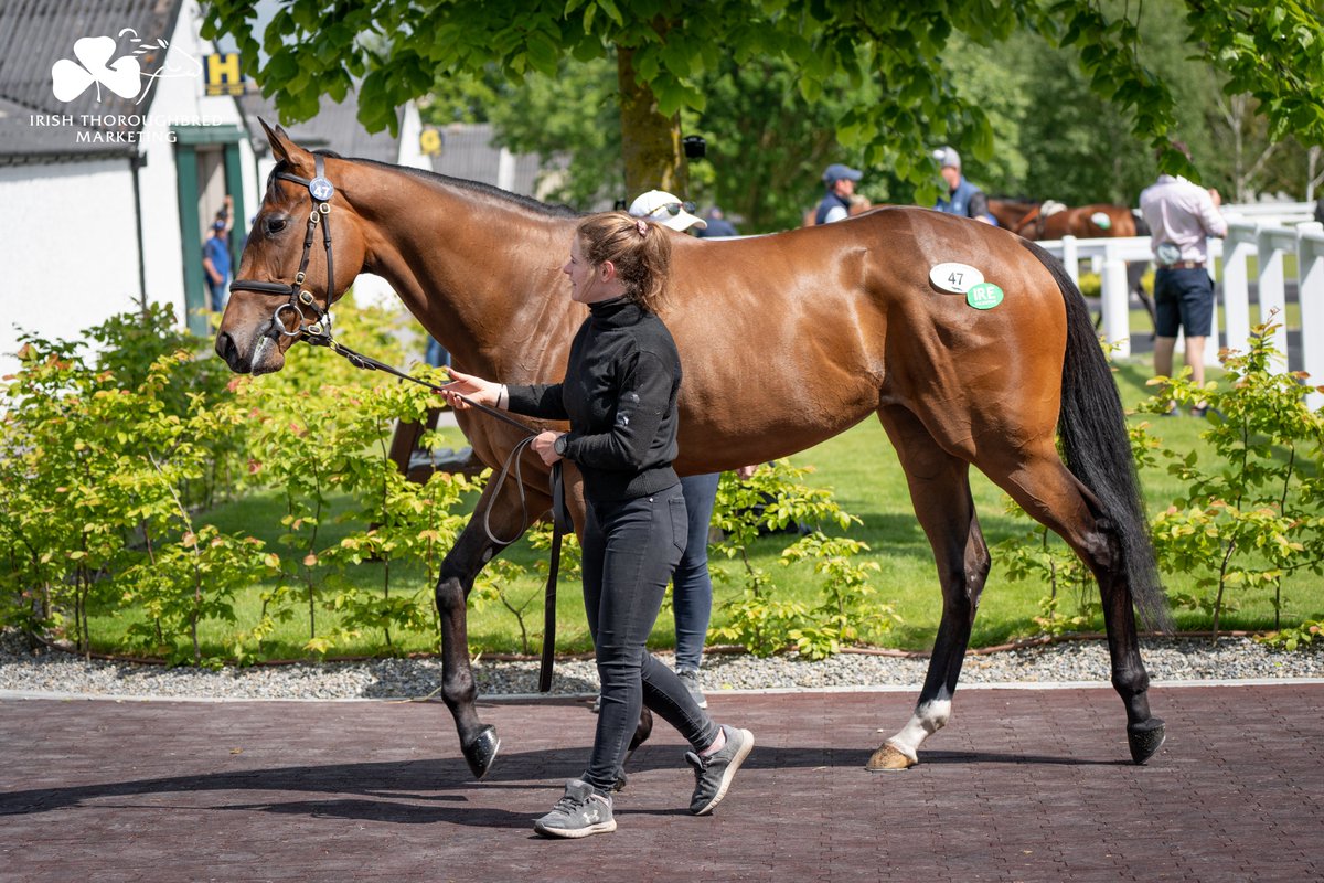 Looking for winners? Look no further! @Tattersalls_ie Breeze-Up catalogue is now online, feat. 2⃣5⃣2⃣ hot Lots from the world's best @BrzUps consignors. Get browsing & contact ITM to make plans. 🛬🇮🇪 🗓️ 23-24 May 📖 bit.ly/3xndP50