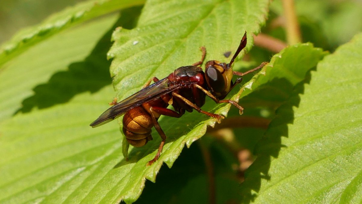 Conops vesicularis ♂ today in Bengeo garden, magnificent hornet-mimic & largest British conopid. Vespa, Vespula & Dolichovespula queens are its presumed host. @hertsbna #Conopidae