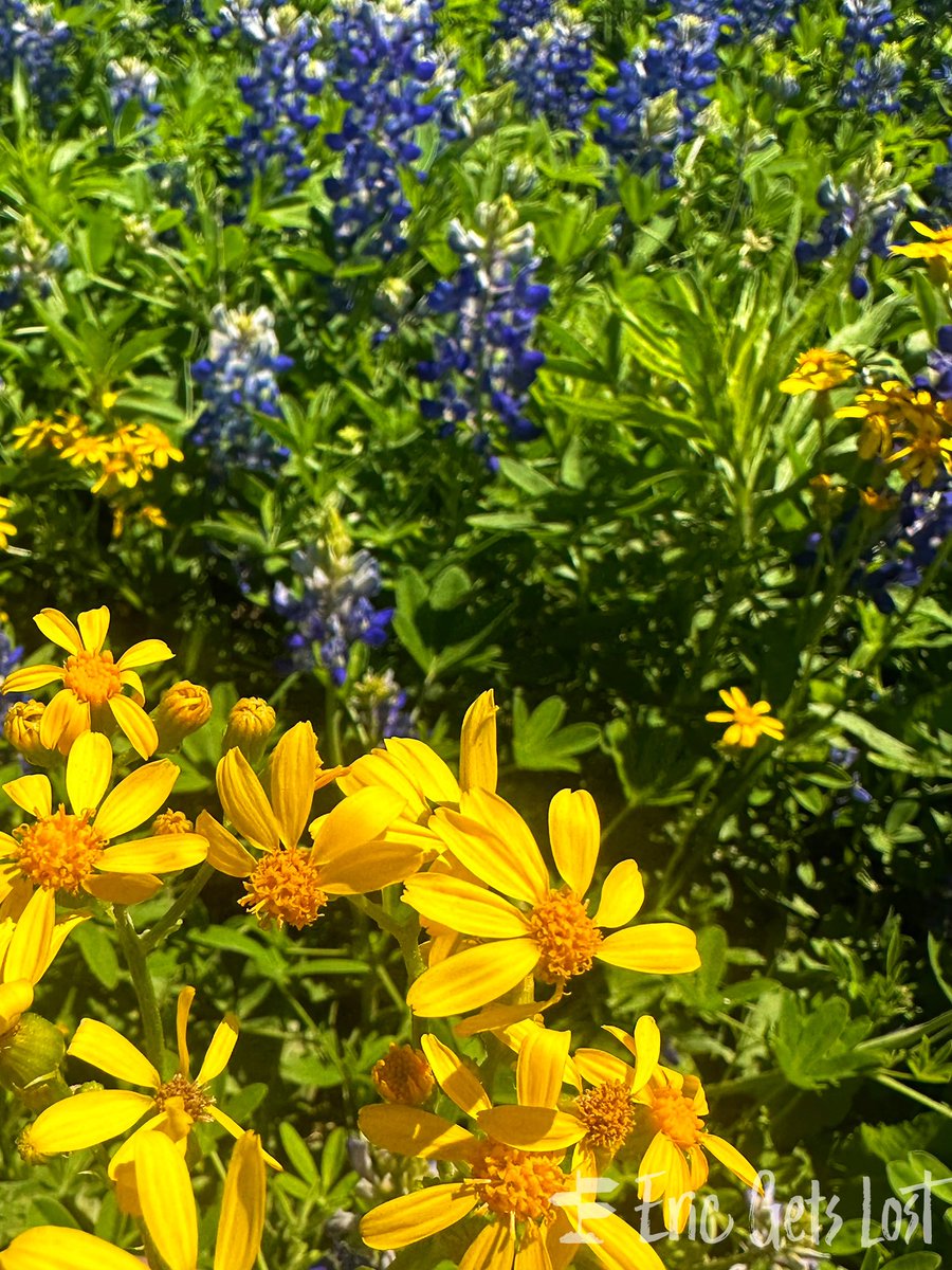 ericgetslost's tweet photo. It’s bluebonnet season here in Texas! On Wednesday I drove about an hour out of Austin to the Muleshoe Bend Recreation Area where I found fields and fields of bluebonnets. Read all about it at https://t.co/qVnX8tIlpm https://t.co/YXzbIrNPTE