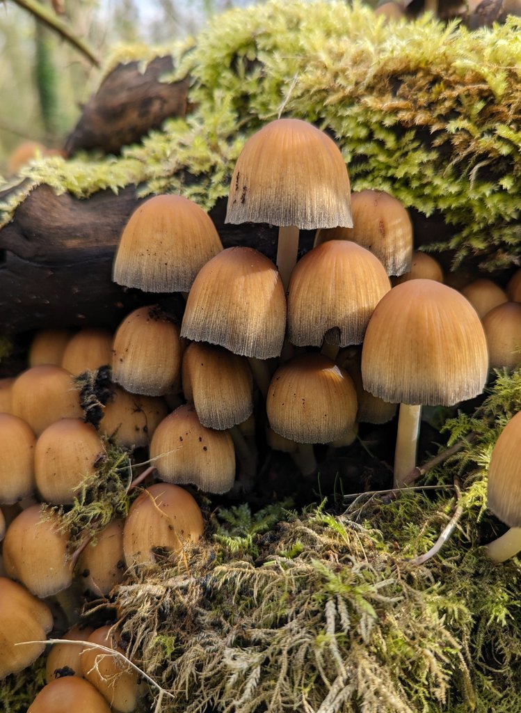 Coprinellus micaceous (?), Mica Cap or Glistening Ink Cap, growing on an old tree stump in Lower Woods Nature Reserve, South Gloucestershire. #FungiFriday #Fungi #Mycology