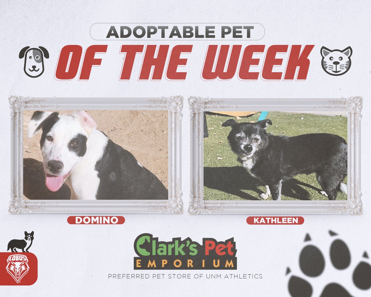 Our featured adoptable pets of the week, brought to you by Clark's Pet Emporium! Visit cabq.gov/pets to see all adoptable pets available. #GoLobos