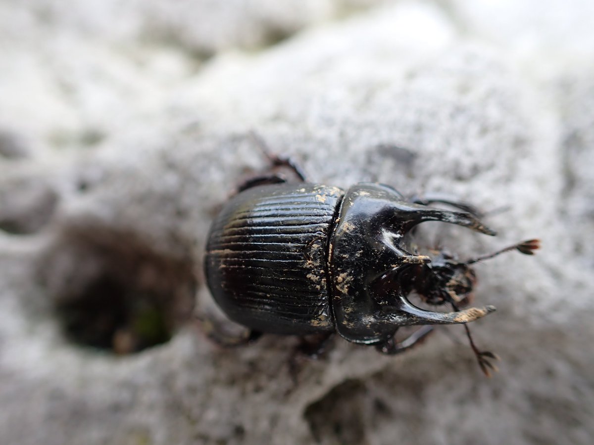 Came across an interesting beetle on the moor above Goathland today : Minotaur beetle ( Typhaeus typhoeus) new one to me ! @ViperaDan