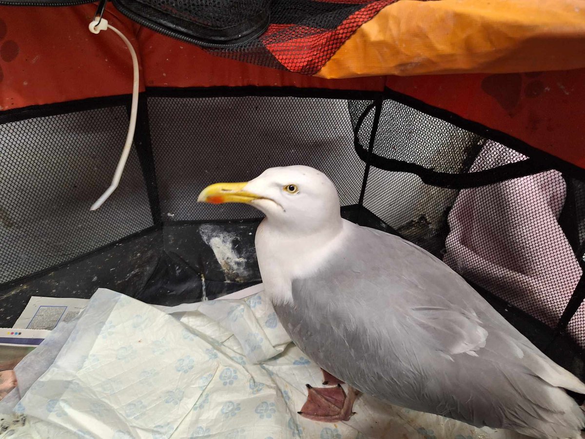 Jess rescued today at #gronant primary school. He was grounded for 4 days. He has what looks like an old air weapon wound under his right wing. X ray on Monday should reveal all. He is very strong so hopefully we can help him to fly again #seagull #birds #northwales #wildlife