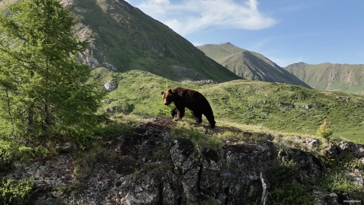 LISTEN: ‘Mongolia: Valley of the Bears’ won the Conservation Prize at this year’s @nyWILDfilmfest and will be screened tomorrow. On this week's #WCSWildAudio, hear from filmmaker Hamid Sardar. 🔊 apple.co/49qu12N #NYWILD2024