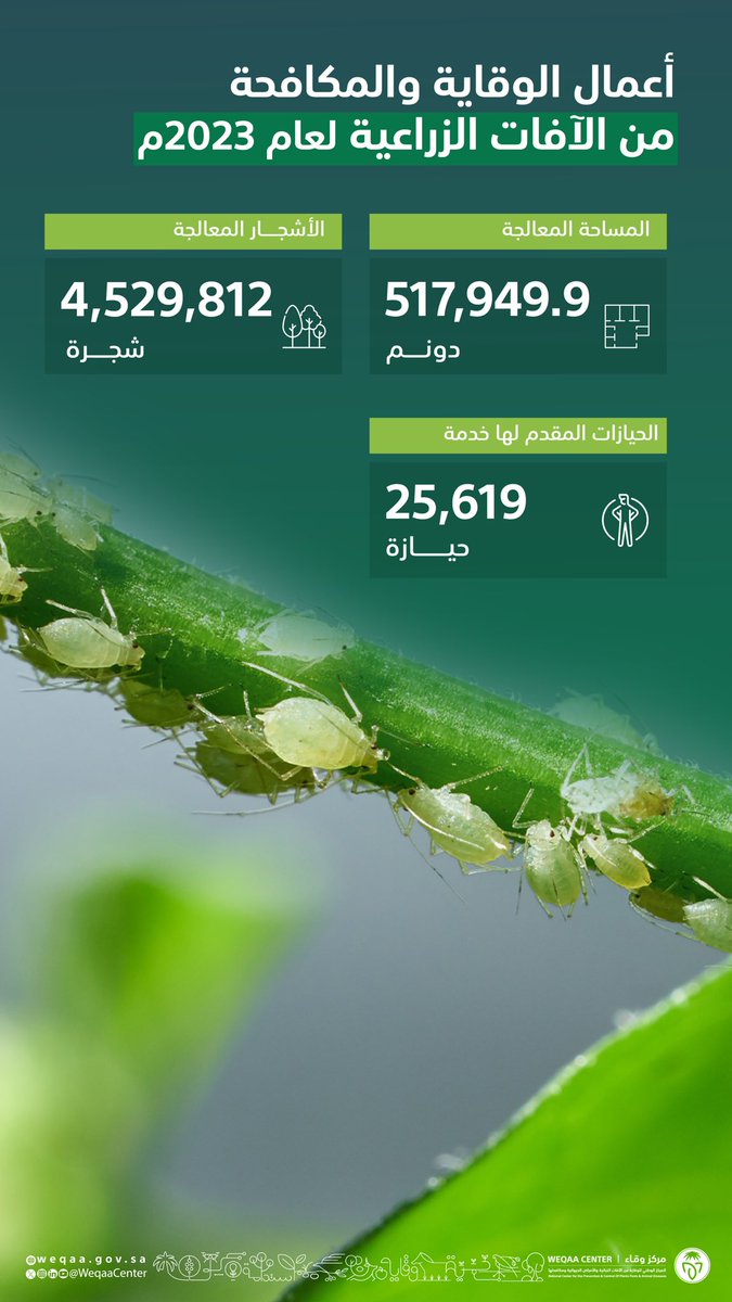 WeqaaCenter's tweet photo. يلتزم مركز #وقاء في استخدام أفضل الأساليب والتقنيات الآمنة في أعمال الوقاية ومكافحة الآفات الزراعية.
#وقاء_في_أرقام https://t.co/W21RFKzZs8