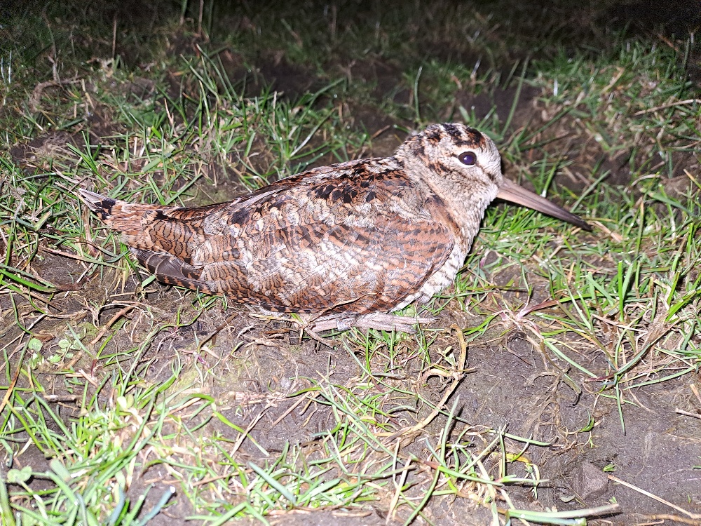 Looks like one of our wintering woodcock made the fatal mistake of returning to its northern breeding grounds too early. Found dead at 69N in arctic Norway on 3rd April having probably starved - a shame after such a long journey.